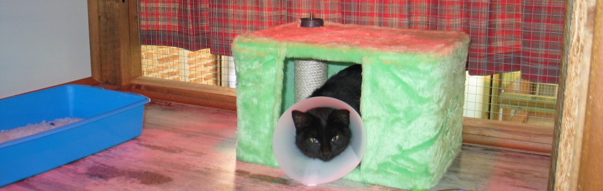 Refugios para gatos callejeros o de colonias -
